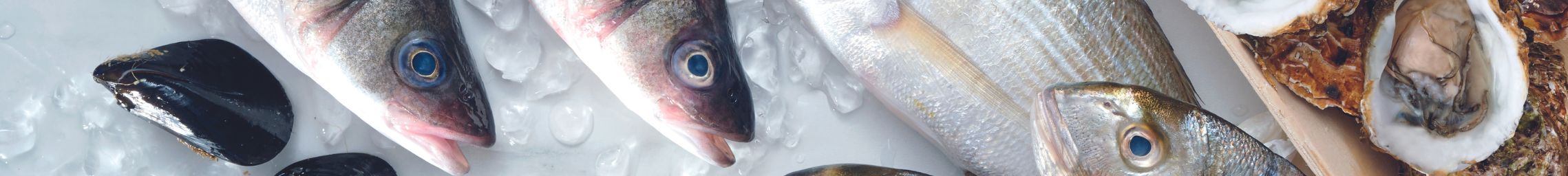 Image banner 2